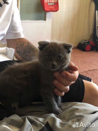 Шотландская вислоухая котёнок