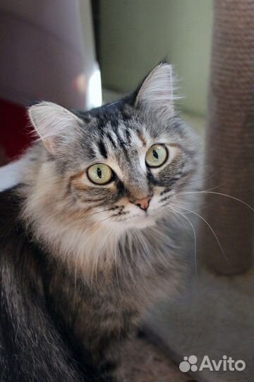 Кошка Сибирячка