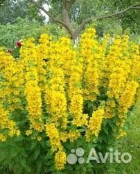 Вербейник точечный