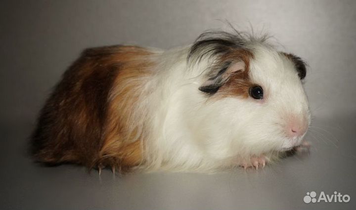 Длинношерстная девочка