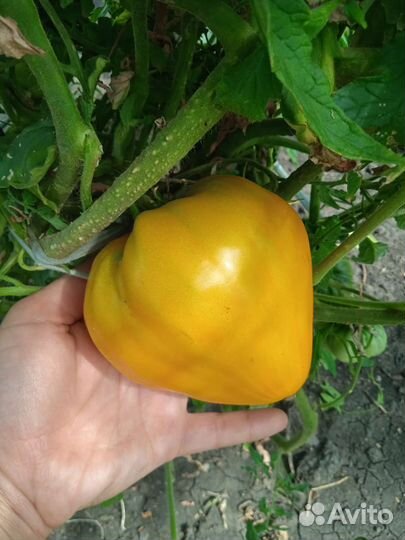 Рассада помидор на заказ