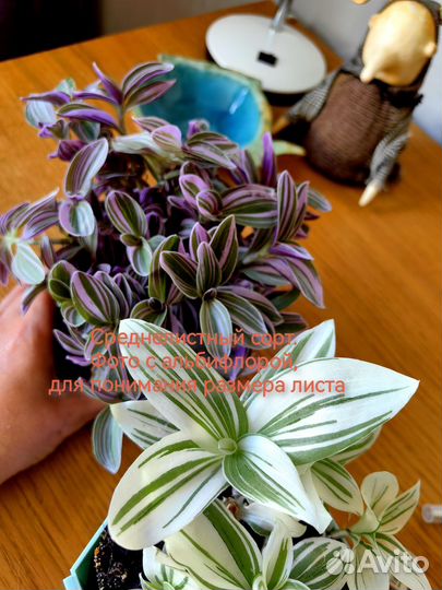 Традесканция комнатная розовая Свитнесс Sweetness