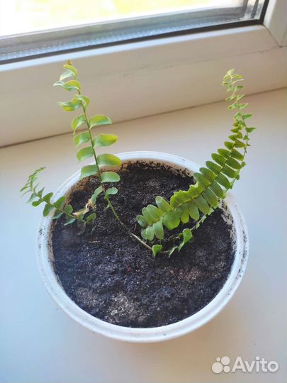 Папоротник карликовый