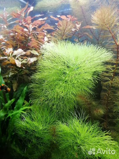 Аквариумные растения набор