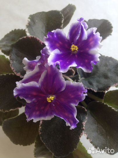 Фиалка детки, листья на срез