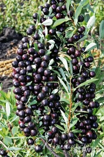 Вишня бессея