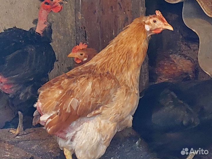 Инкубационное яйцо породистых кур