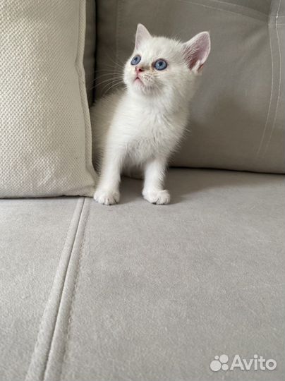 Шотландский котик - окрас ns 1133