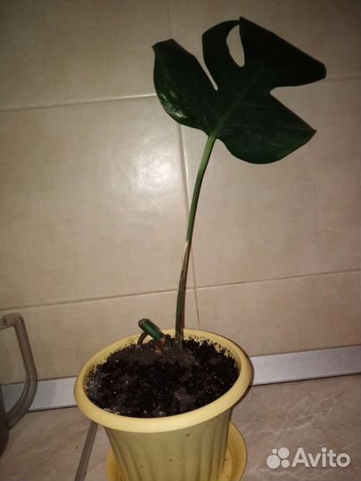 Монстера вариегатная