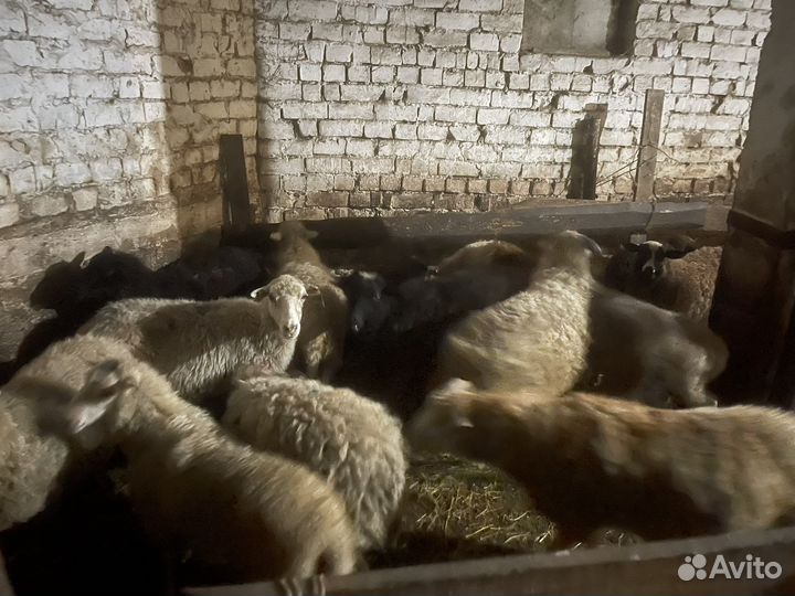 Овцы бараны ягнята