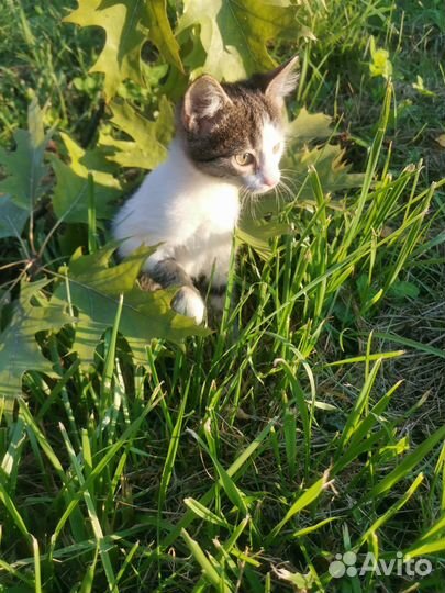 Кошечка в добрые руки