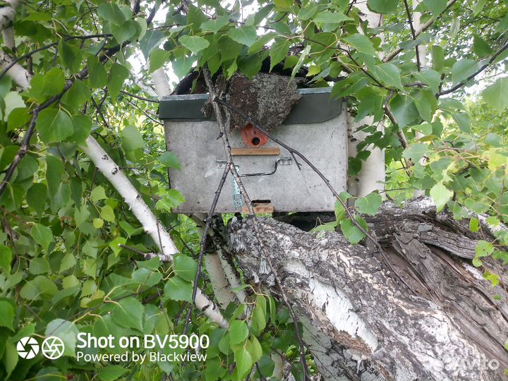 Пчелиный рой