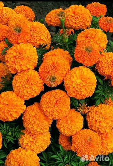 Рассада бархатцев