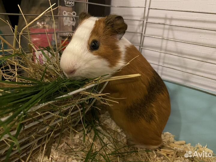Морская свинка + 2 Клетки + переноска и сено