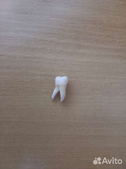 Зуб мудрости