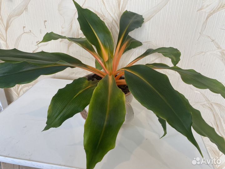 Хлорофитум оранж домашние цветы комнатное растение