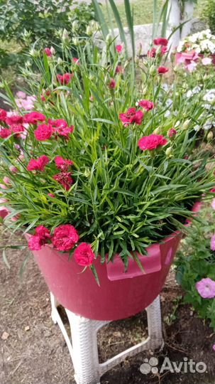 Цветы гвоздика вегетативная