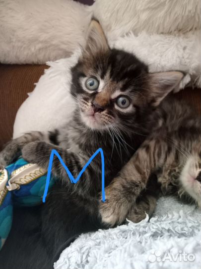 Метисы Мэйн куна