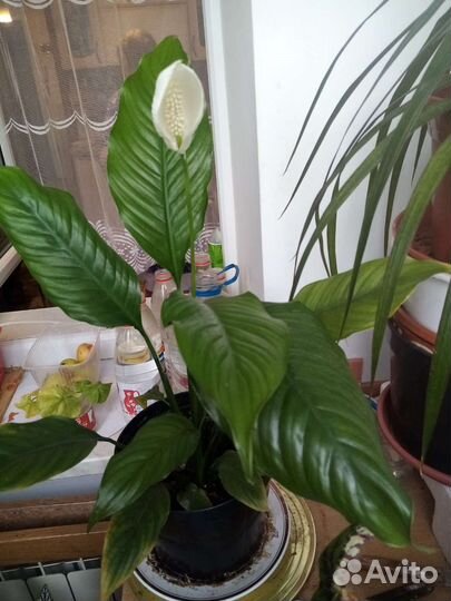 Спатифиллум