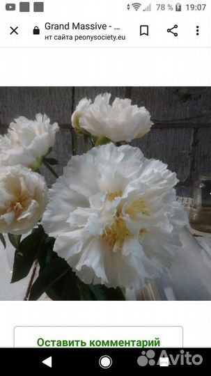 Пион grand массив