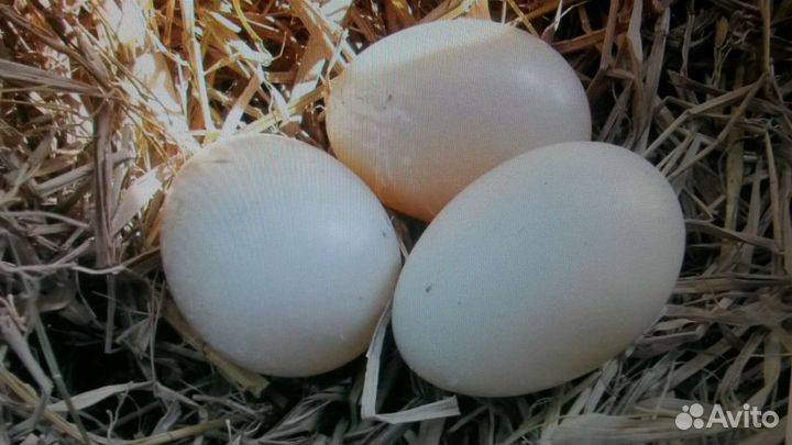 Инкубационное яйцо кур и уток