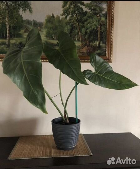 Филодендроны,Тетрастигма