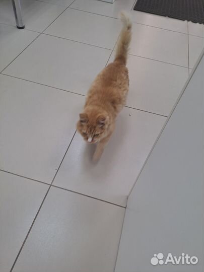 Рыжая кошечка