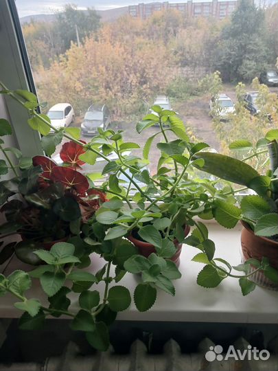 Комнатная мята