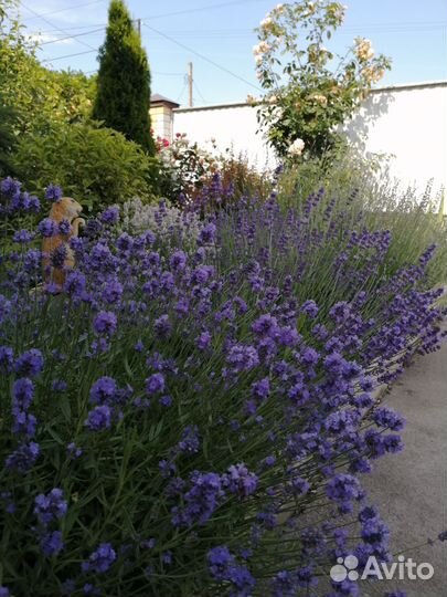 Лаванда саженцы, овсяница саженцы