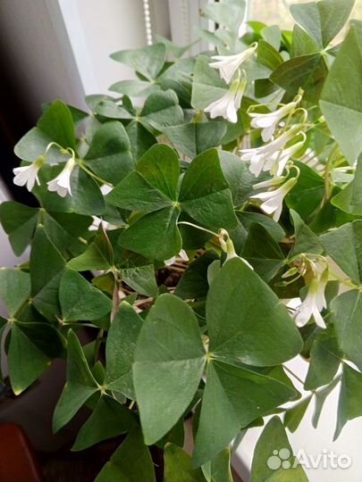 Кислица(бабочки)