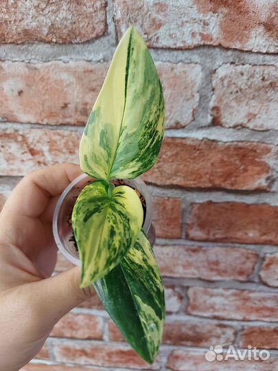 Филодендрон кобра