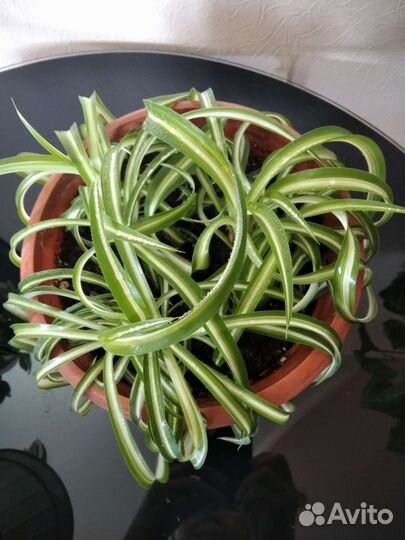 Хлорофитум Боня кучерявый