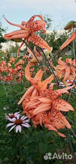 Лилия тигровая махровая