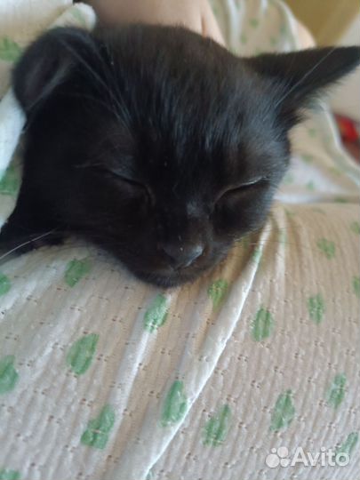 Отдам в добрые руки мальчик котенок