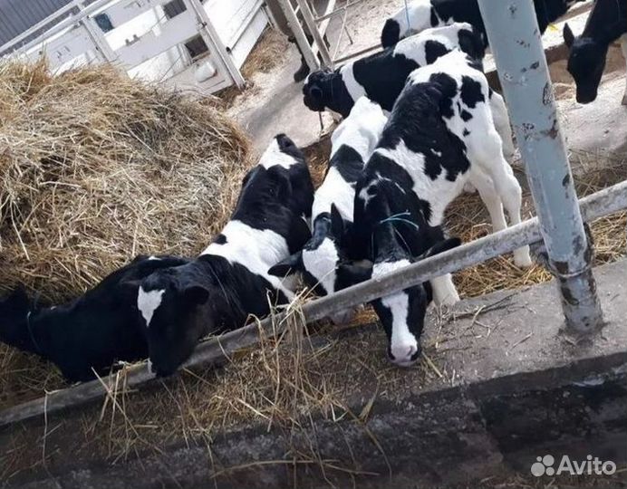 Бычки и телята холмогоры