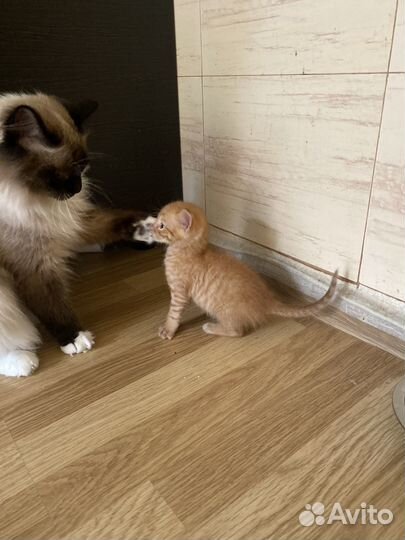 Котики маленькие бесплатно