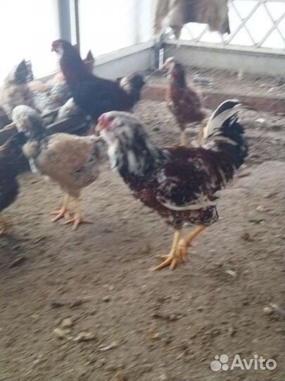 Орловские ситцевые