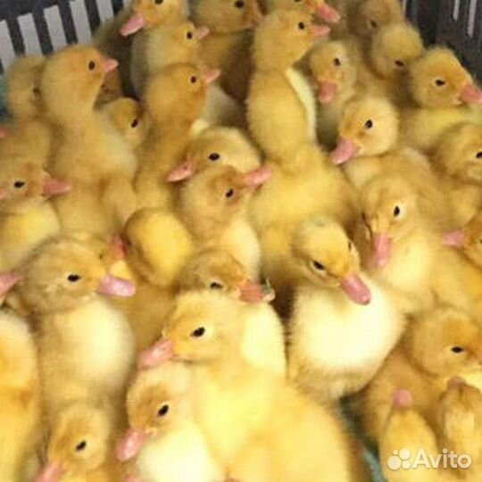 Мясная бройлерная утка орвия-ст5