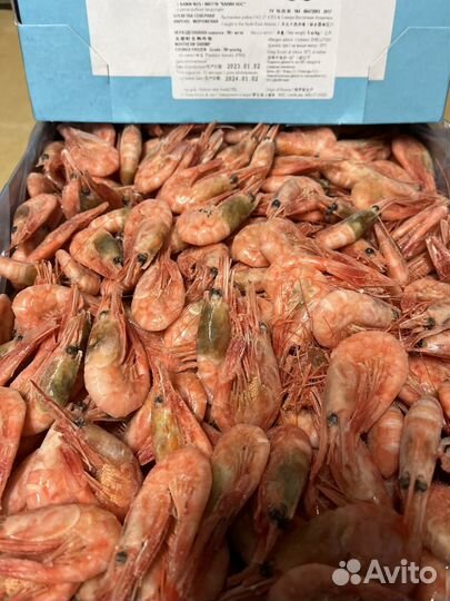 Креветка Северная 90+
