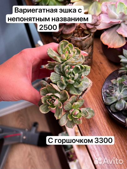 Суккуленты, эхкверии