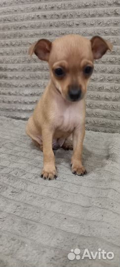 Мини той-терьер