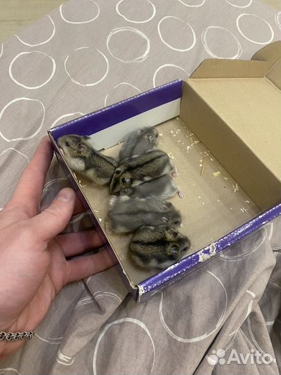 Джунгарский хомяк