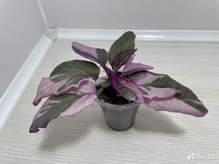 Комнатные растения цветы