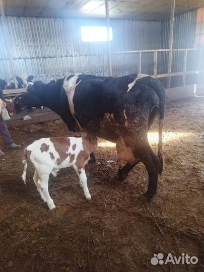 Корова стельная дойная нетел быки телята