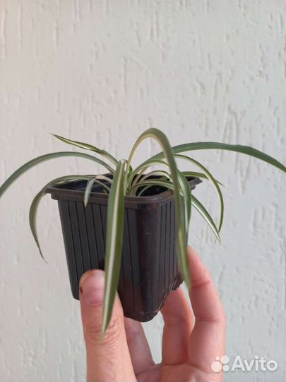 Хлорофитум кудрявый (Бонни)