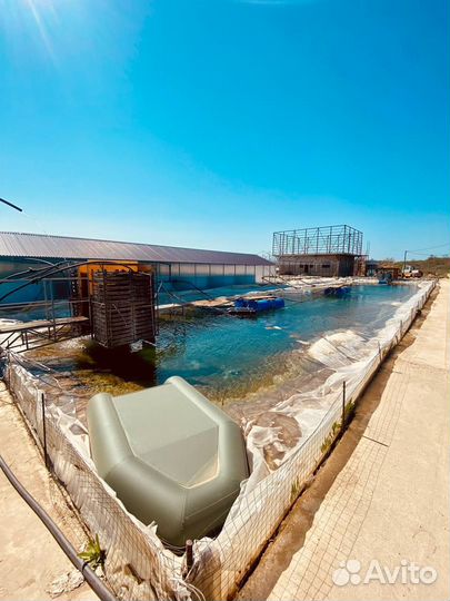 Малёк, живая рыба