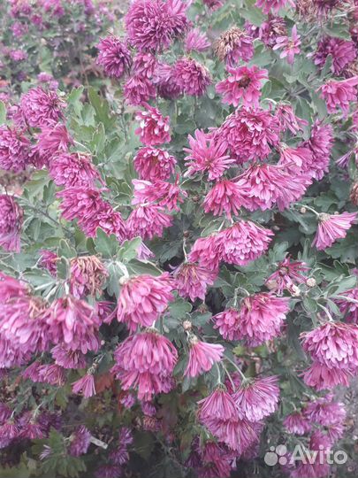 Гортензия хризантемы.И дубки