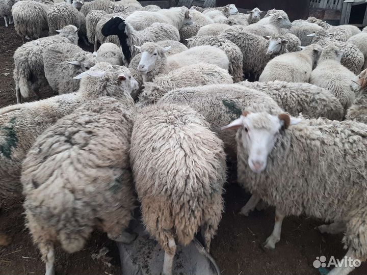 Овцы бараны