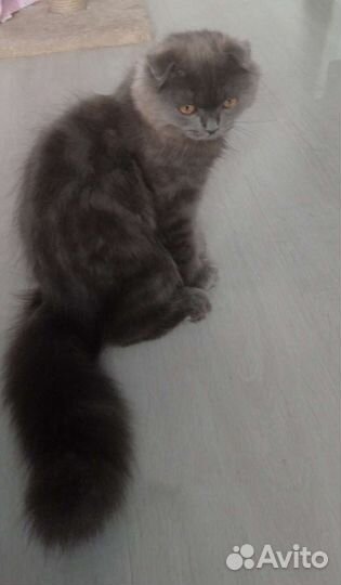 Британская вислоухая кошка