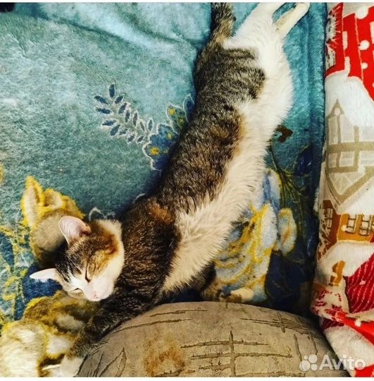 Котик Мурзик